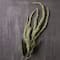 Green Amaranthus Stem by Ashland®